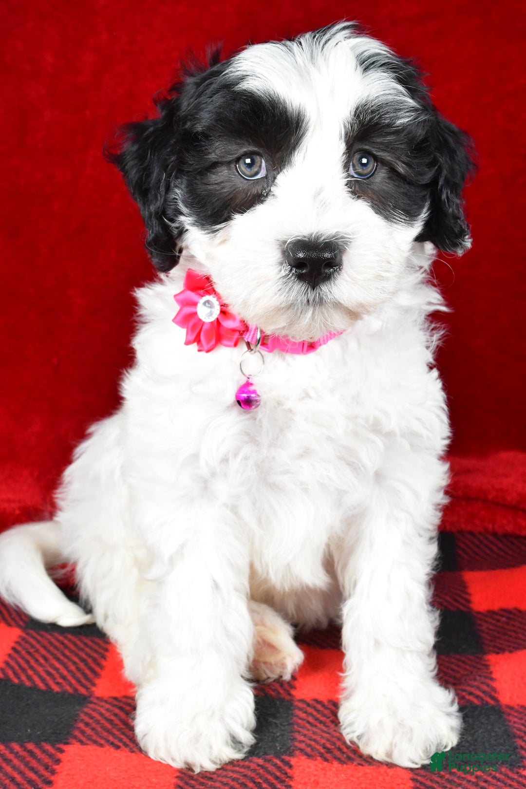 Newfypoo dogs for sale: Hailey f one b - Ad 6