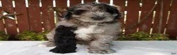 Giant Schnoodle dogs for sale: Micah - Ad 5