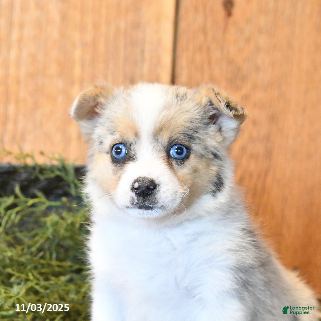 Mixed Breed dogs for sale: Naomi - Ad 4