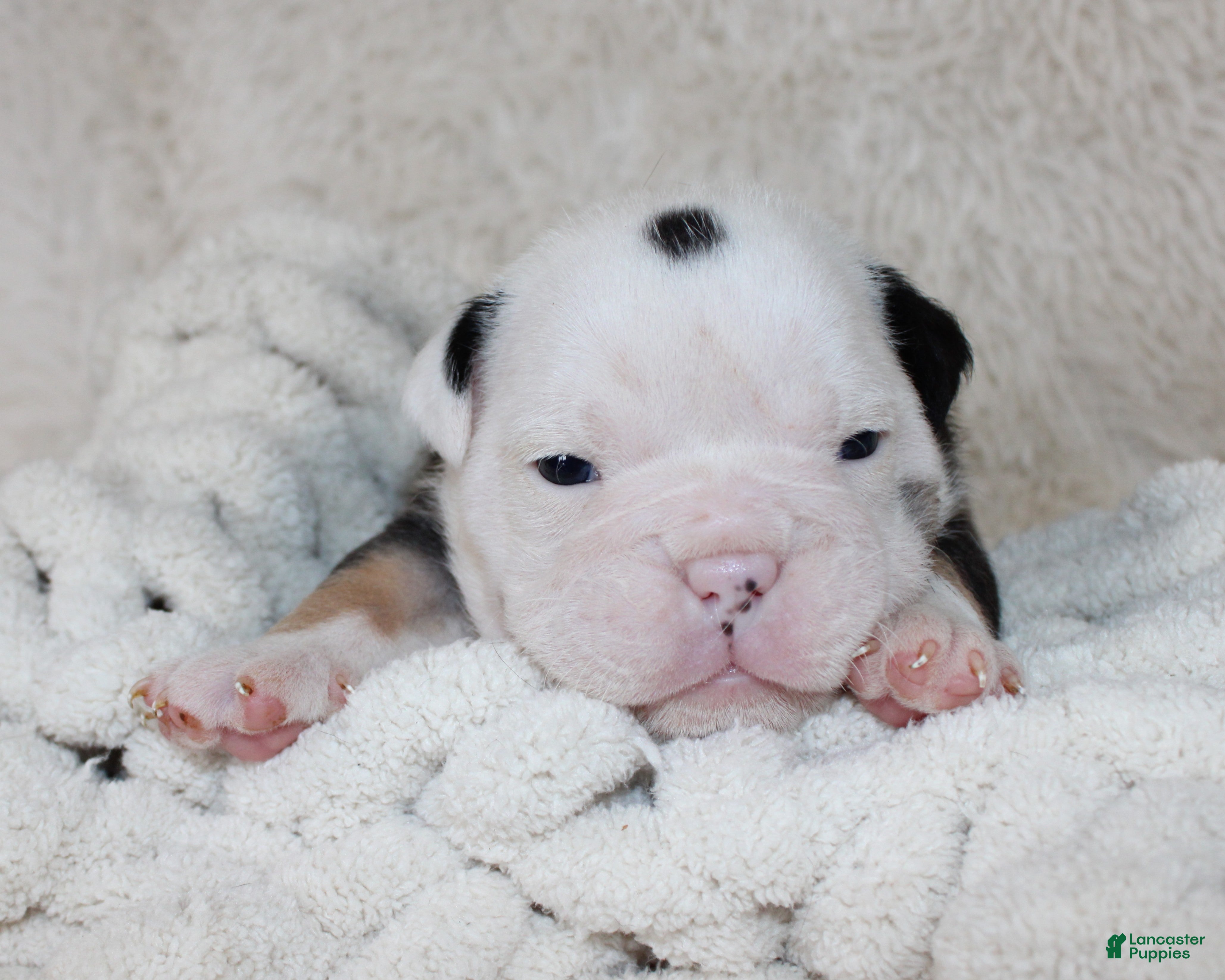 English Bulldog dogs Niles - Ad 2
