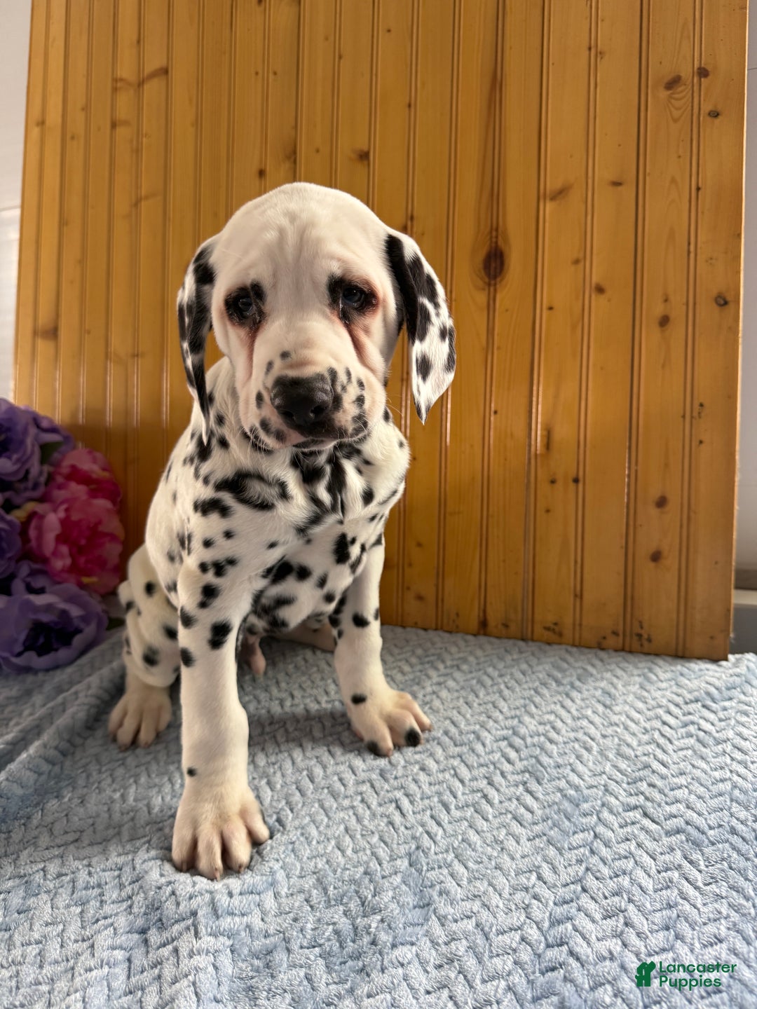 Dalmatian dogs for sale: Tommy - Ad 15
