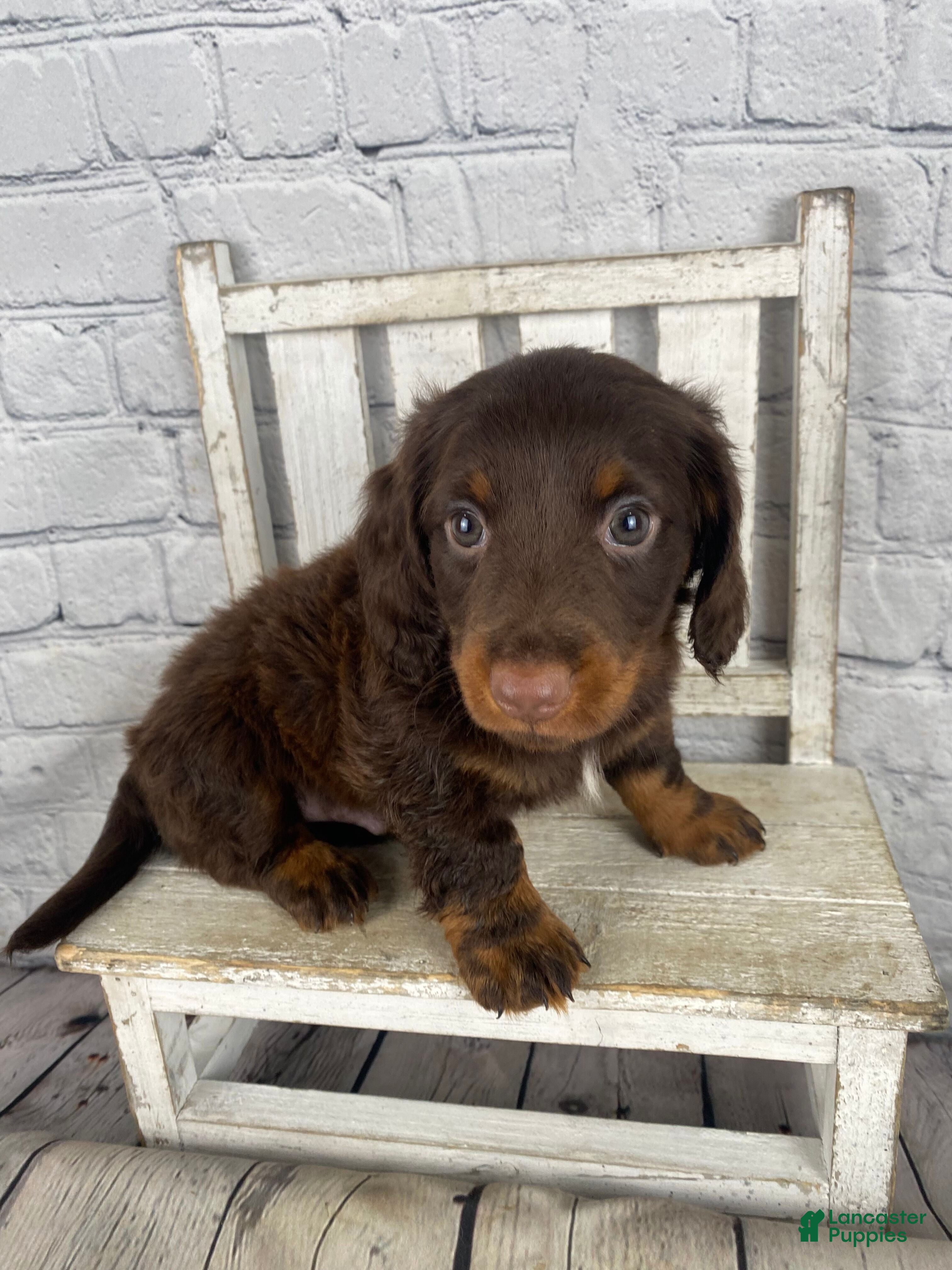 Miniature Dachshund dogs Toby - Ad 1