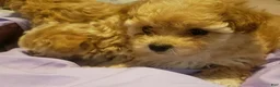 Cavapoo dogs for sale: Cavapoo 3 - Ad 2
