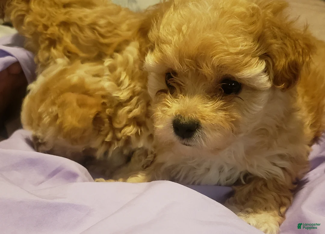 Cavapoo dogs for sale: Cavapoo 3 - Ad 2