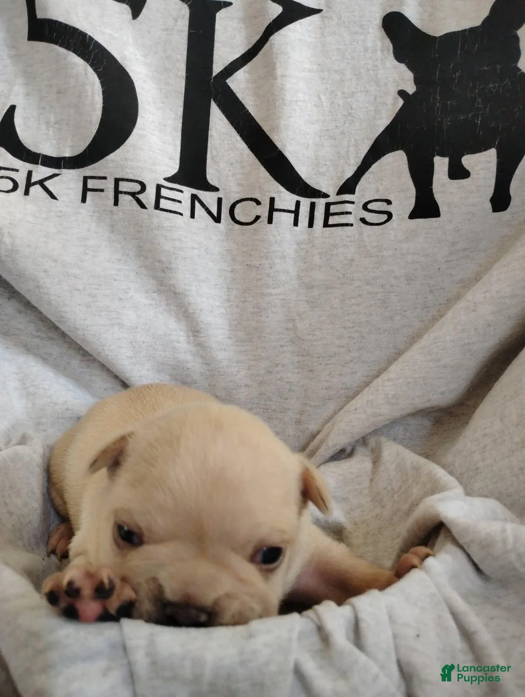 French Bulldog dogs for sale: Boy 1  - Ad 1