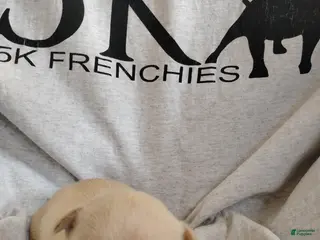 French Bulldog dogs Boy 1 - Ad 34