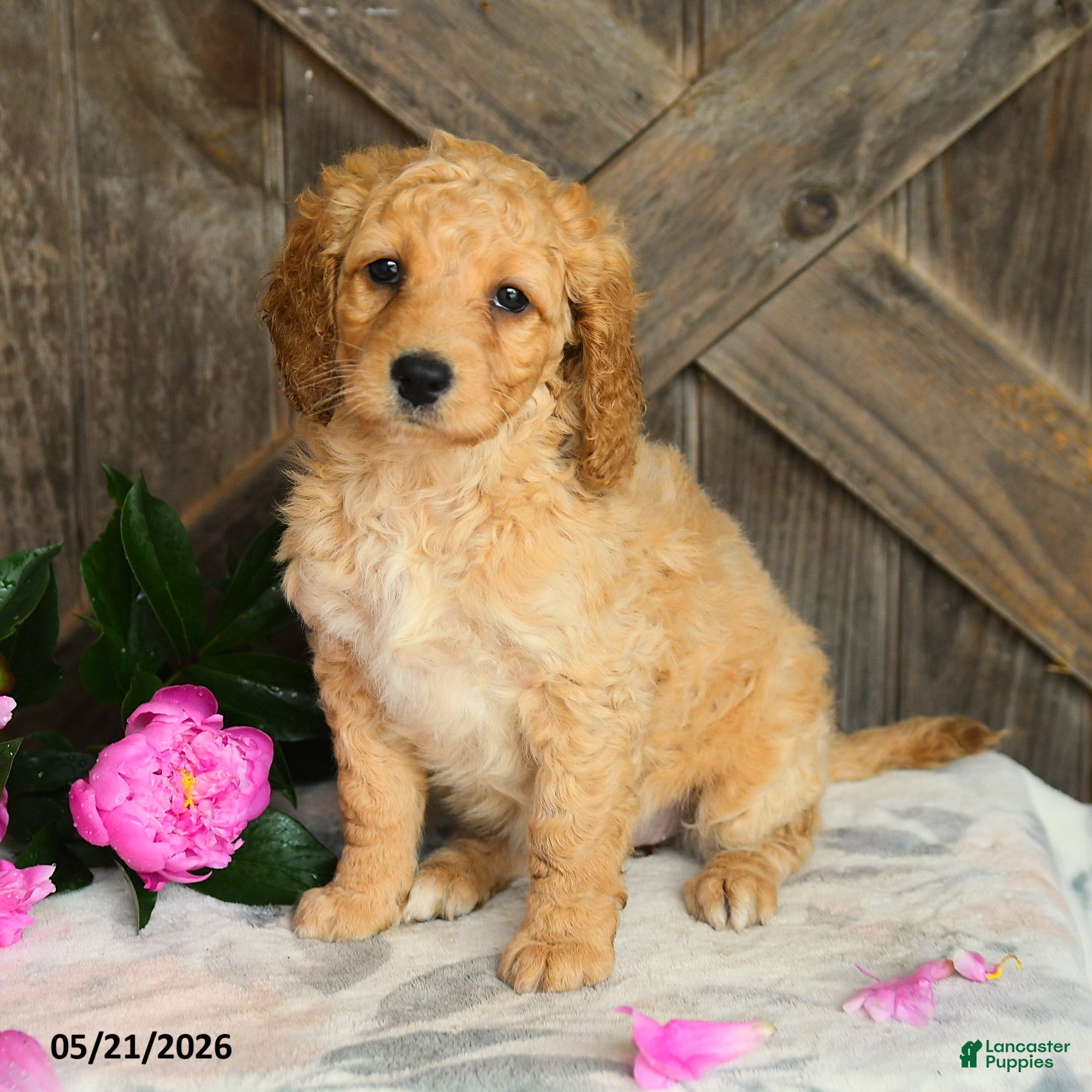 Mini Goldendoodle dogs Janet - Ad 2
