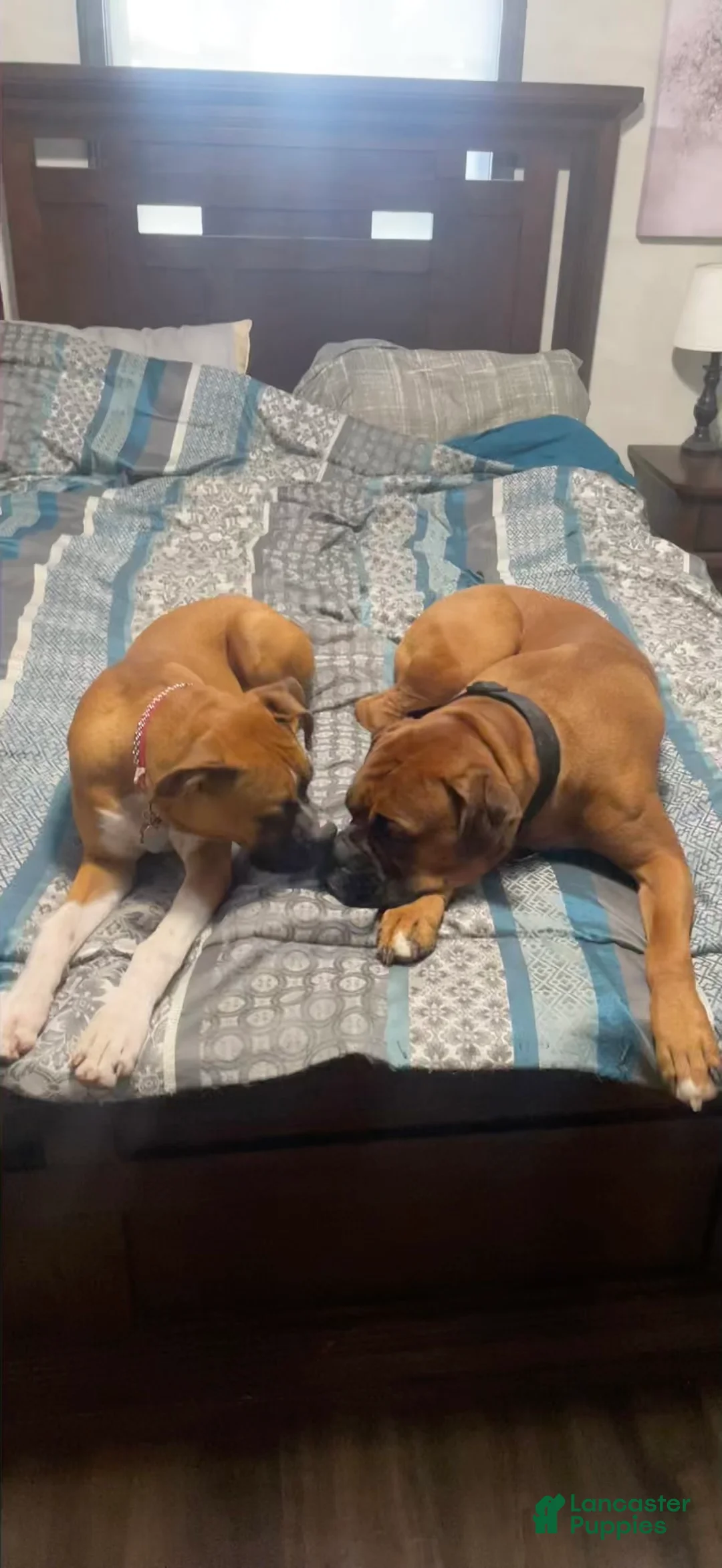 Boxer dogs for sale: Big Boy - Ad 24