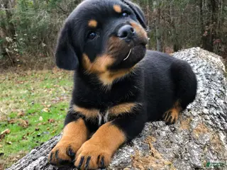 Rottweiler dogs for sale: 2nd Pick Male - Ad 1