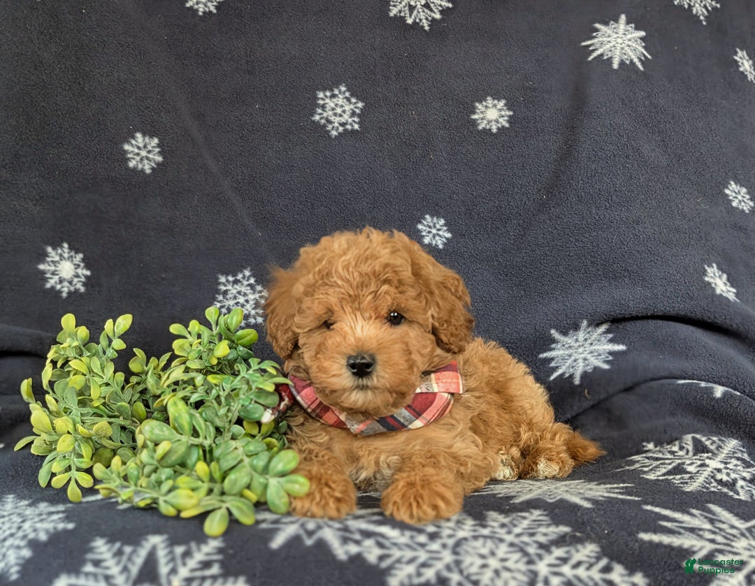 Maltipoo dogs for sale: Dale - Ad 5