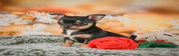 Chihuahua dogs for sale: Darla - Ad 12
