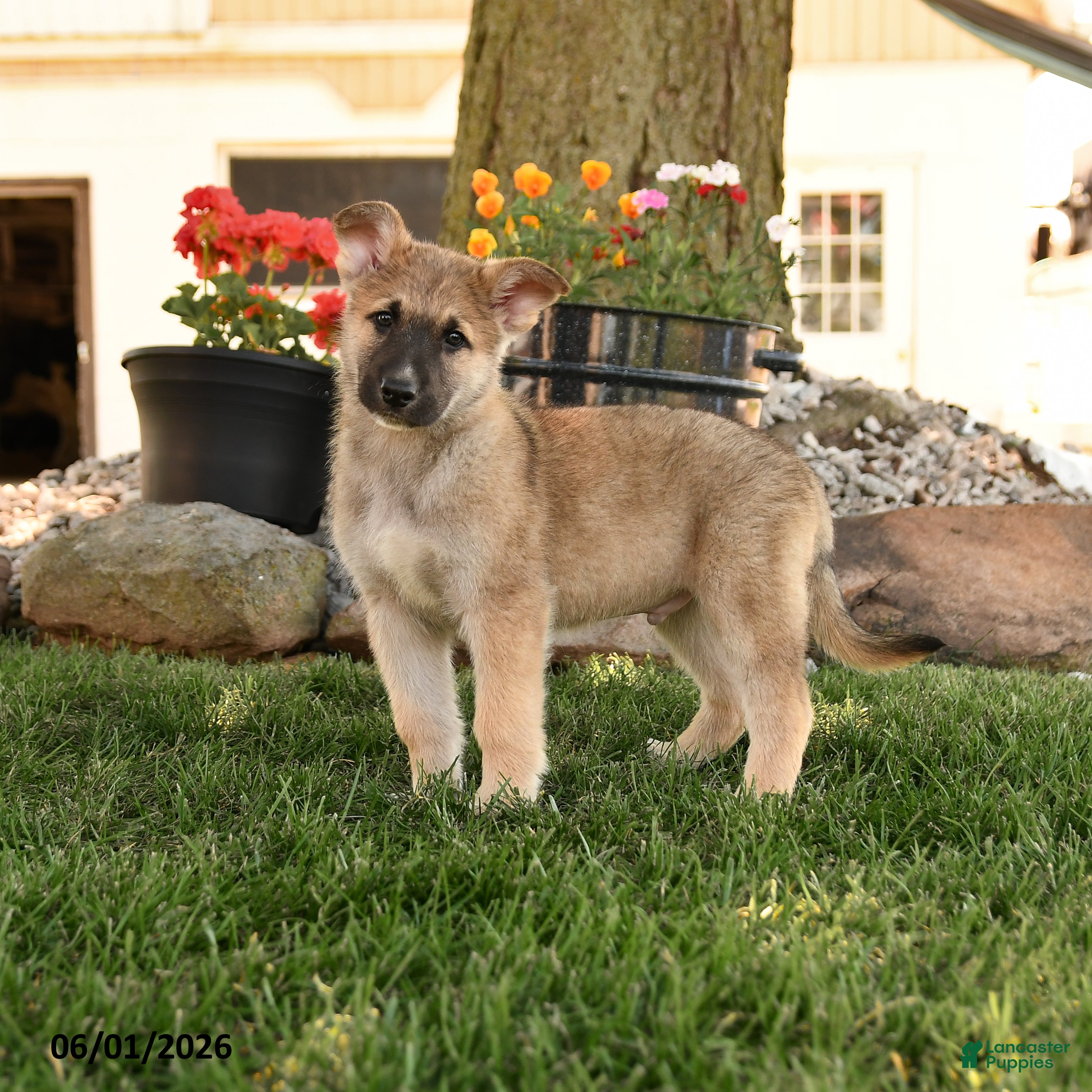 German Shepherd dogs Freeman - Ad 1