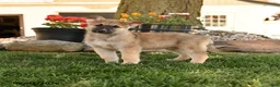 German Shepherd dogs for sale: Freeman - Ad 1