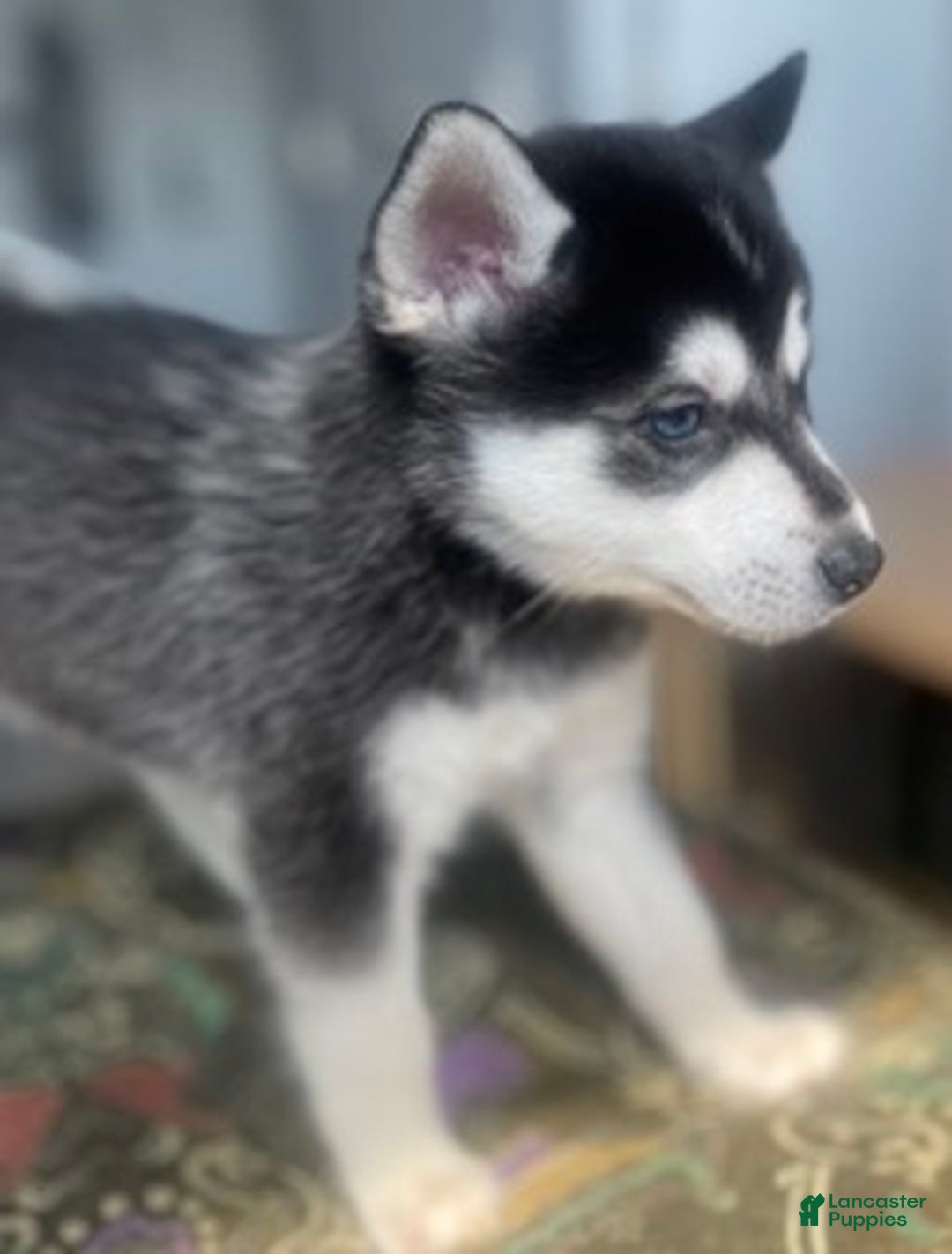 Alaskan Klee Kai dogs for sale: Jaehaerys the conciliator - Ad 4