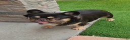 French Bulldog dogs for stud: Grizzly  - Ad 4