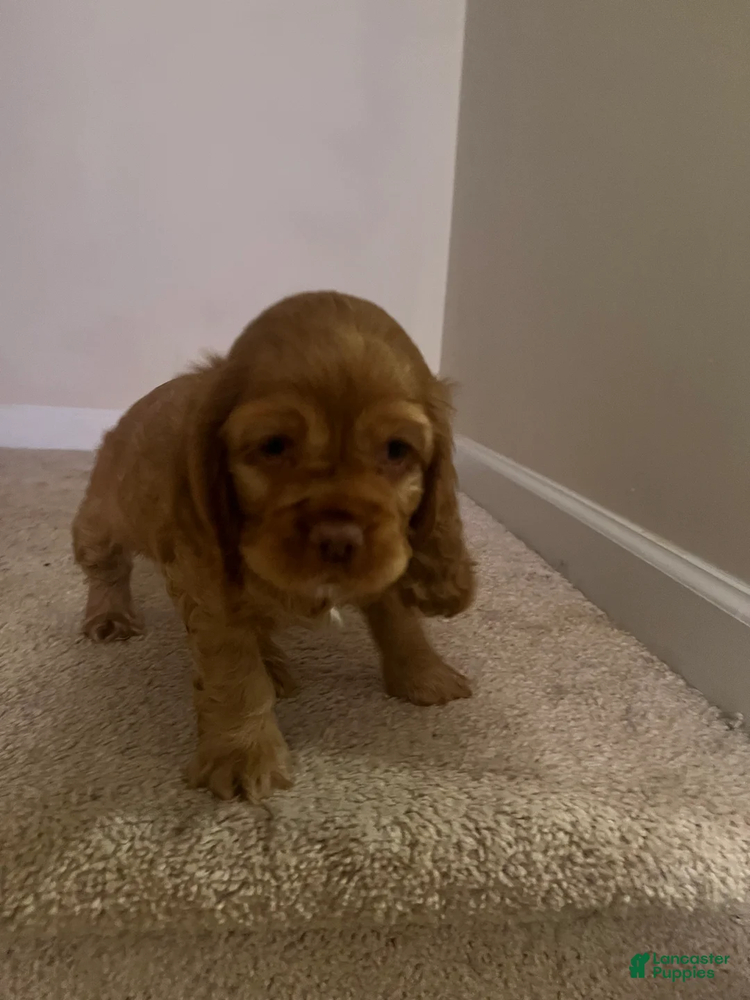 Cocker Spaniel dogs for sale: Cocker Spaniel Puppy 4 - Ad 1