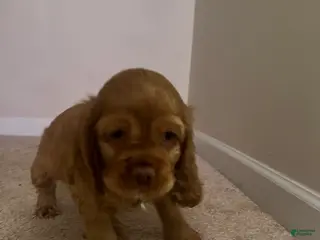 Cocker Spaniel dogs Cocker Spaniel Puppy 4 - Ad 4