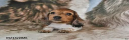 Miniature Dachshund dogs for sale: Snuggles    - Ad 3