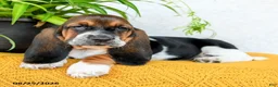 Basset Hound dogs for sale: Dana - Ad 4