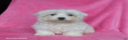 Maltese dogs for sale: Princess - Ad 2