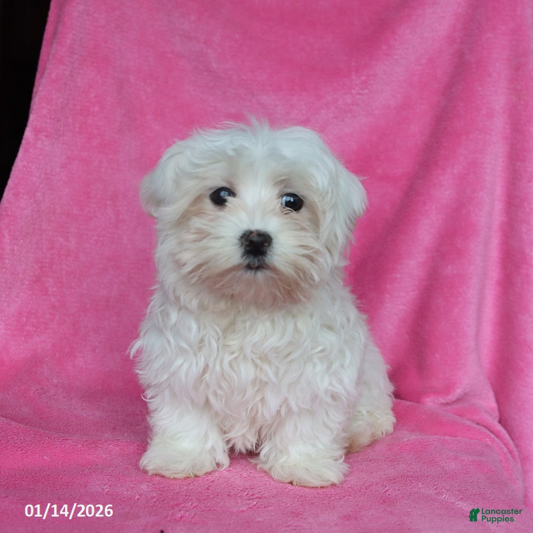 Maltese dogs for sale: Princess - Ad 2