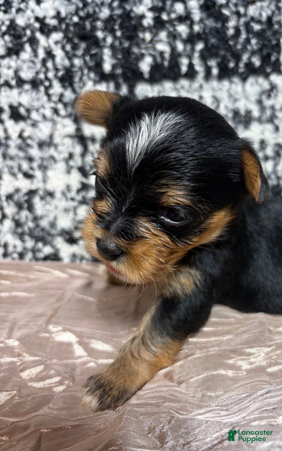 Yorkshire Terrier dogs Yorkshire Terrier 4 - Ad 1