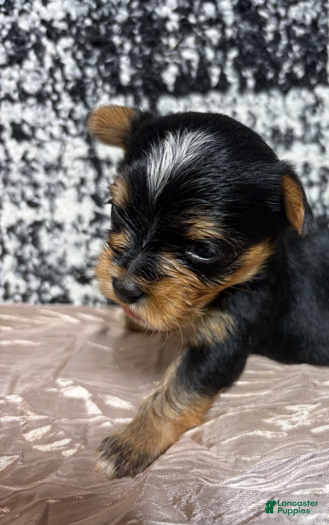 Yorkshire Terrier dogs for sale: Yorkshire Terrier 4 - Ad 1