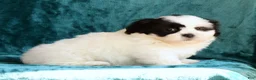 Shih Tzu dogs for sale: Panda - Ad 6