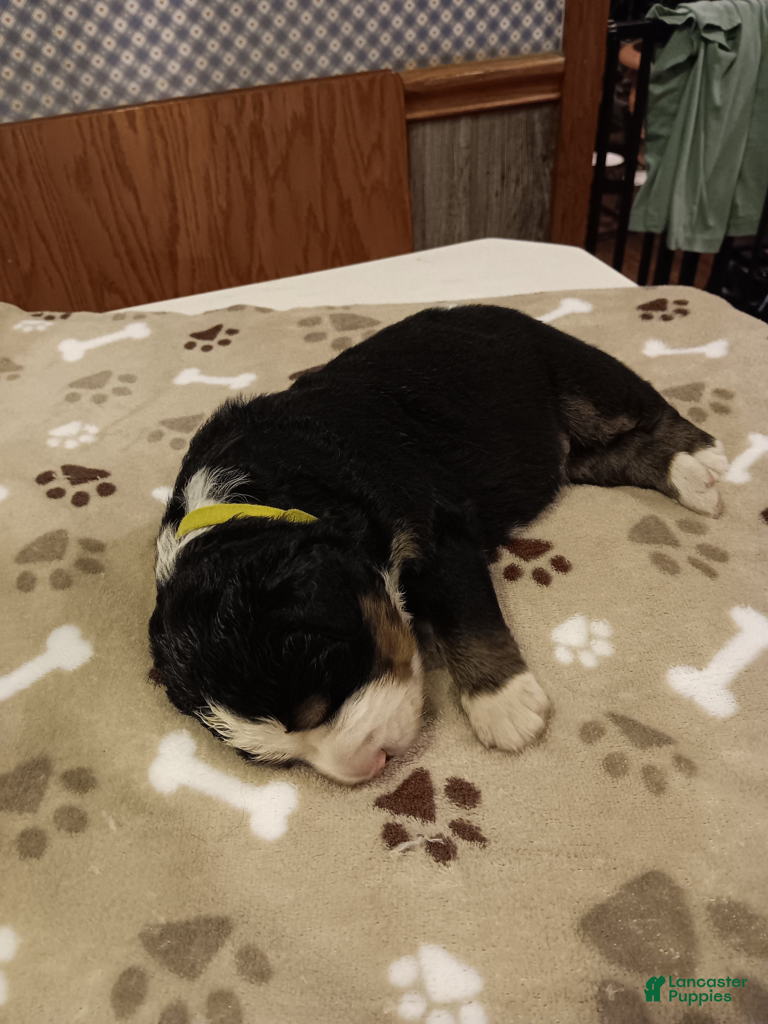 Bernese Mountain Dog dogs Hunter - male - Yellow Collar - Ad 1