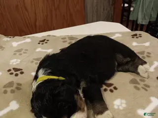 Bernese Mountain Dog dogs for sale: Hunter - male - Yellow Collar - Ad 4