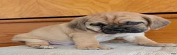 Puggle dogs for sale: Chuck  - Ad 10