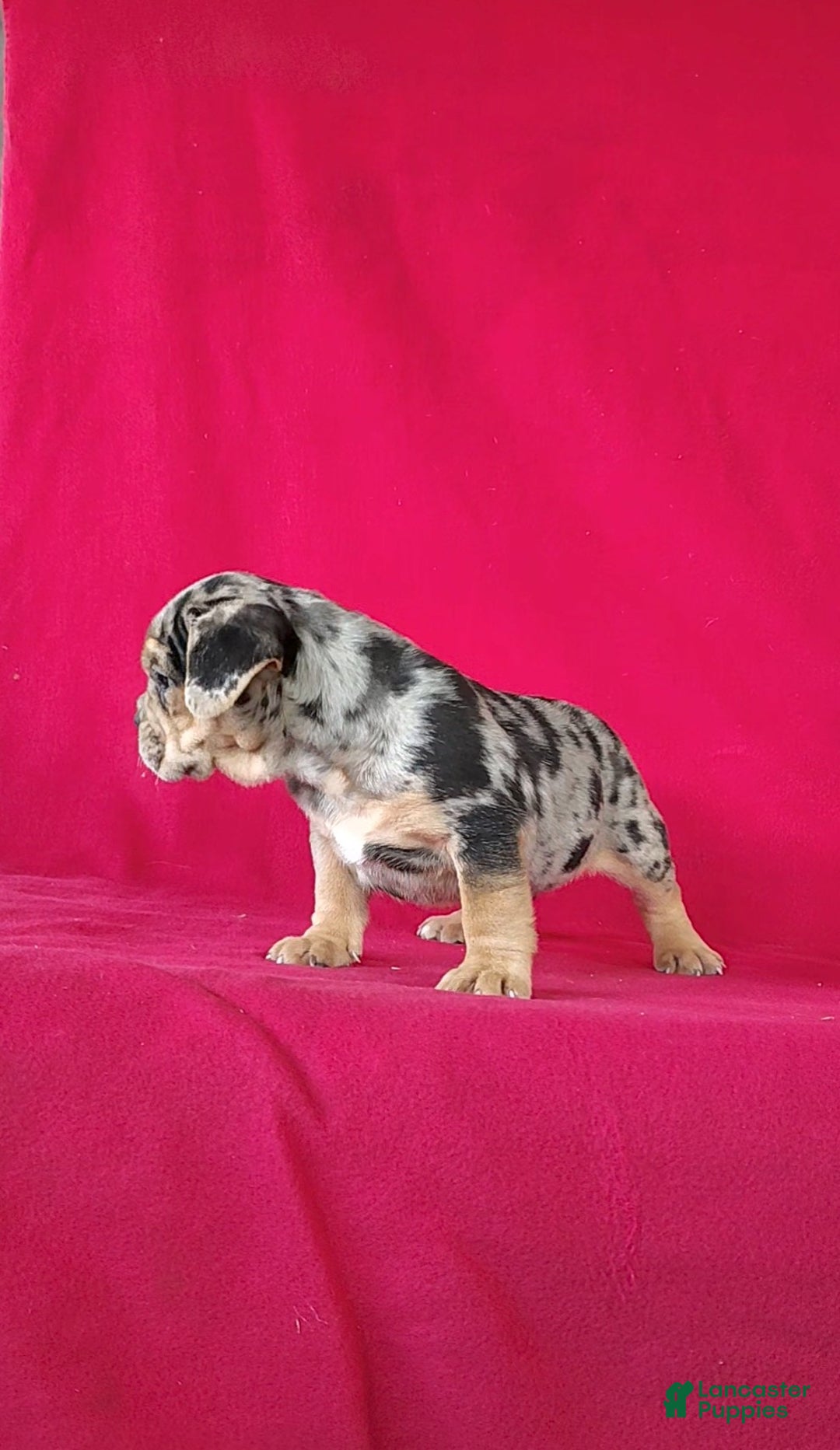 Mixed Breed dogs for sale: Brynn - Ad 5