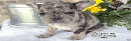 Mixed Breed dogs for sale: Jasper - Ad 4