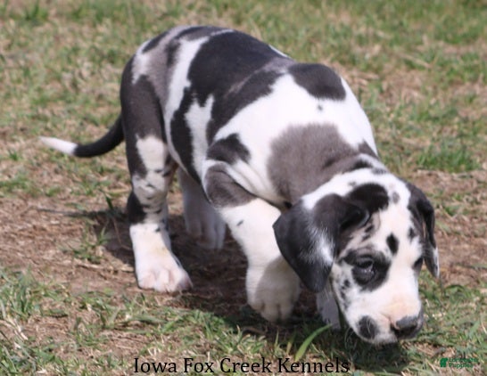 Great Dane dogs Harley - Ad 2