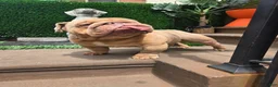 English Bulldog dogs for stud: OPEN FOR STUD - Ad 53