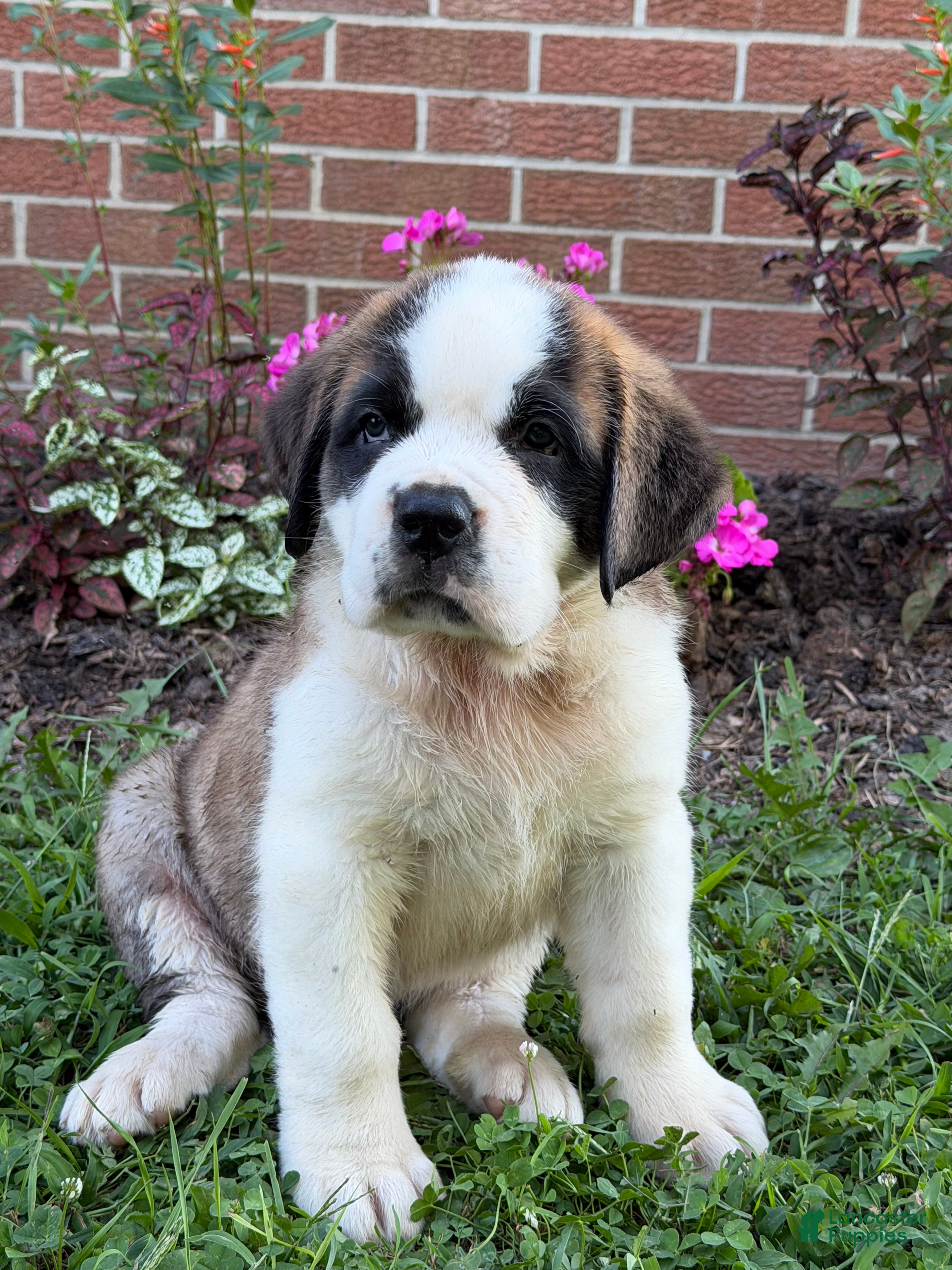 Saint Bernard dogs Rosie - Ad 1