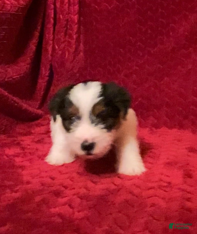 Jack Russell Terrier dogs Jack Russell Terrier Puppy 4 - Ad 5