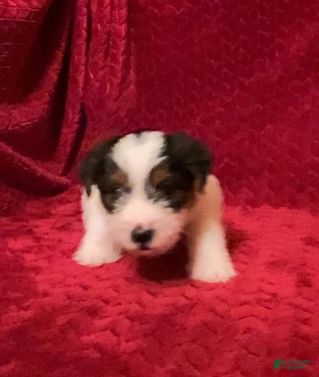Jack Russell Terrier dogs for sale: Jack Russell Terrier Puppy 4 - Ad 1