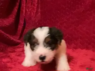 Jack Russell Terrier dogs Jack Russell Terrier Puppy 4 - Ad 5