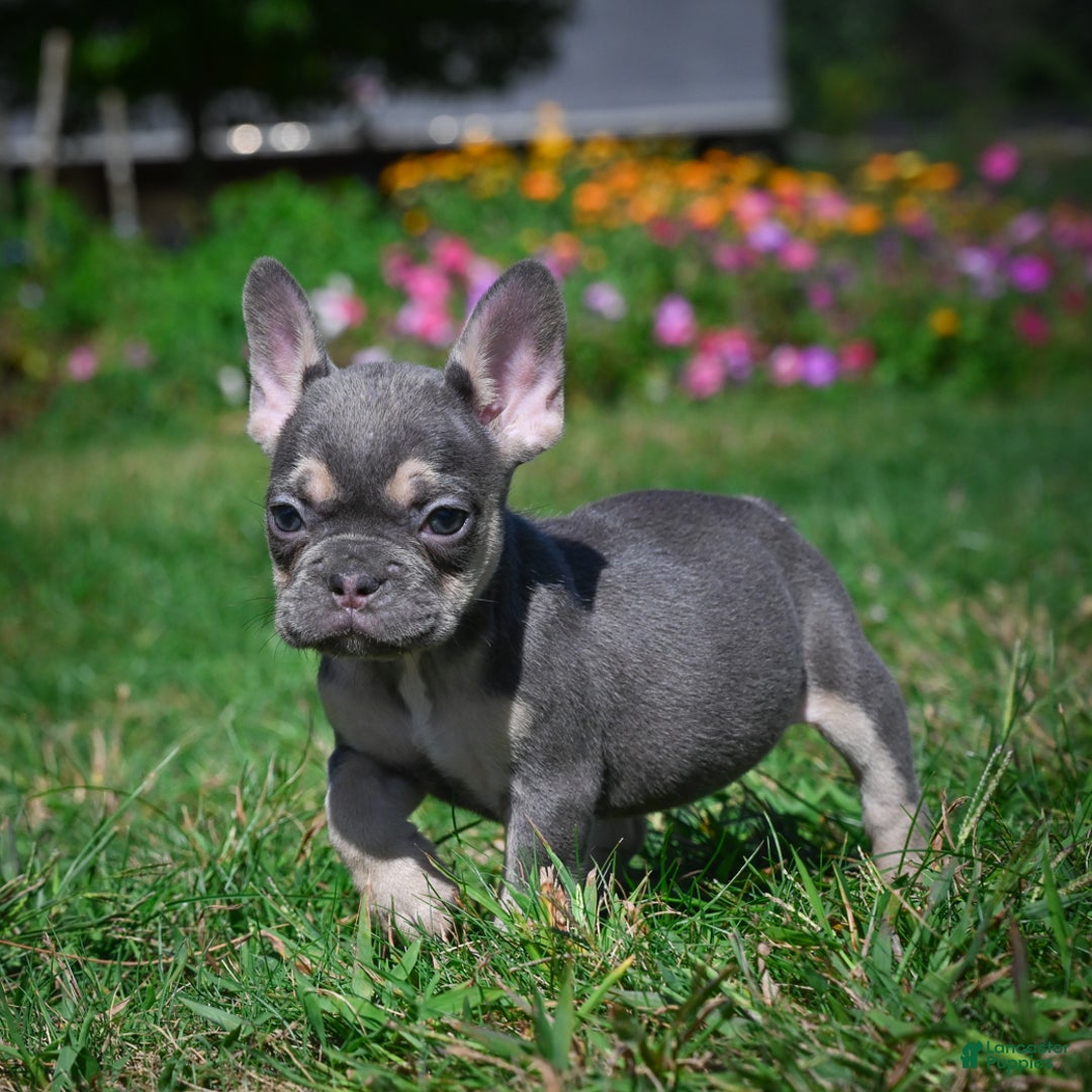 French Bulldog dogs for sale: Coco - Ad 5