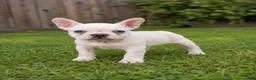 French Bulldog dogs for sale: Betty - Ad 1
