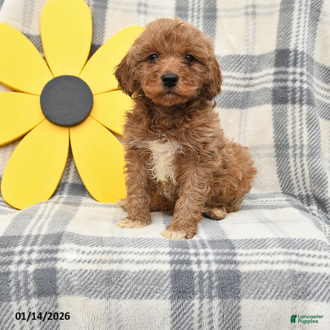 Miniature Poodle dogs for sale: Jace - Ad 1