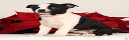 Boston Terrier dogs for sale: Kathy - Ad 7