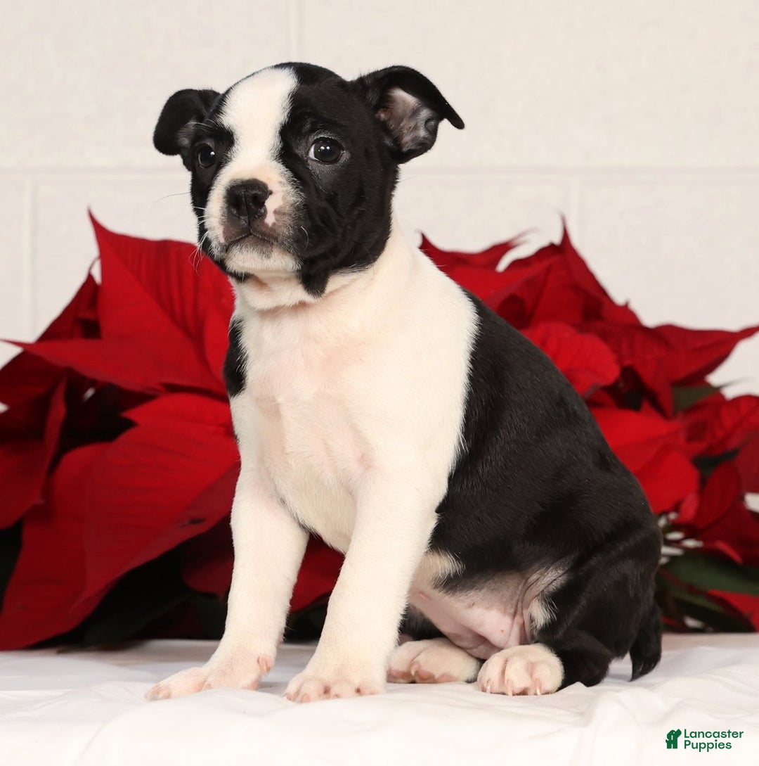 Boston Terrier dogs for sale: Kathy - Ad 7