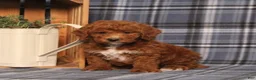 Miniature Poodle dogs for sale: Holland - Ad 4