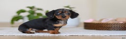 Miniature Dachshund dogs for sale: Ivy - Ad 7
