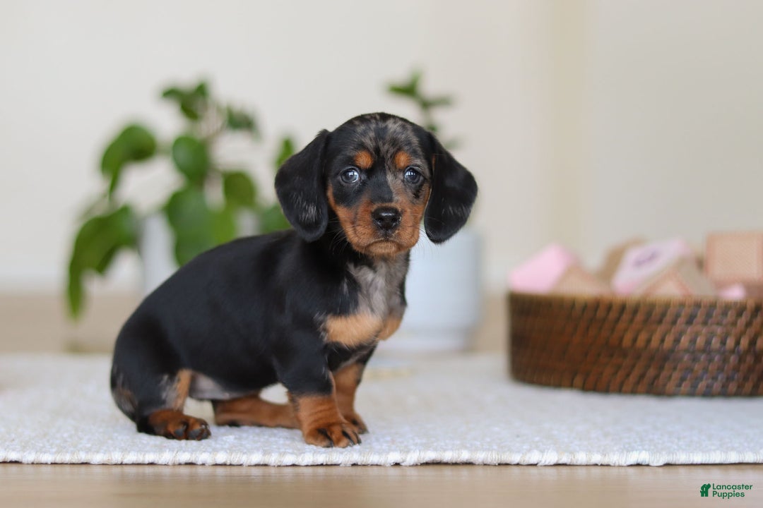 Miniature Dachshund dogs for sale: Ivy - Ad 7