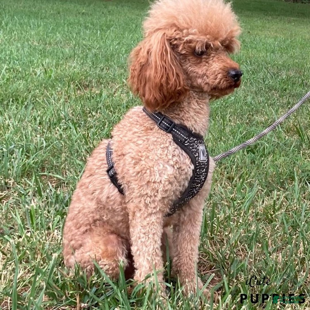 Cockapoo dogs for sale: Amber - Ad 11