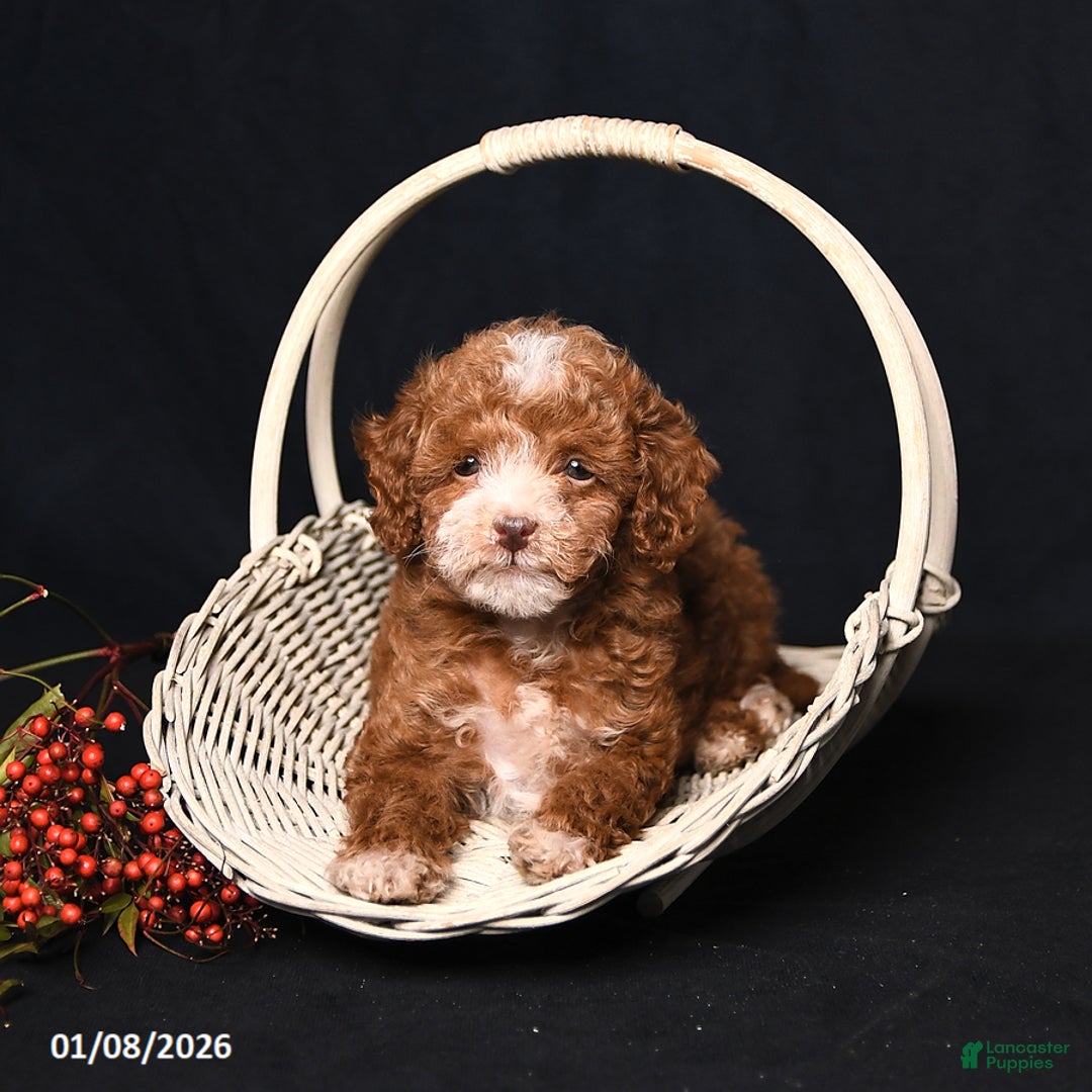 Toy Poodle dogs for sale: Mia  - Ad 2