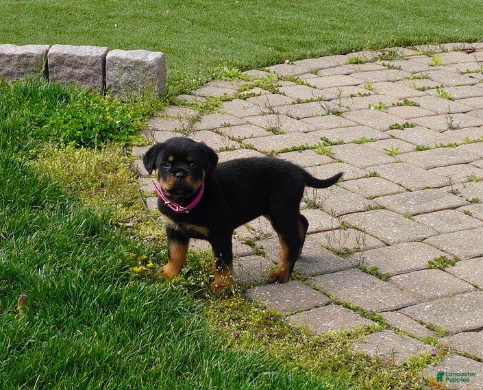Rottweiler dogs Remi - Ad 2